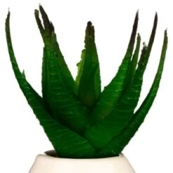 B&M Small Succulent 13 B&M Small Succulent -Household Product Store 380107 small succulent 4