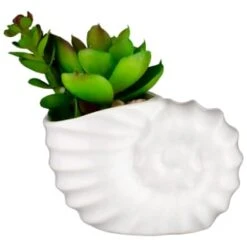B&M Scandi Shore Small Shell Succulent -Household Product Store 380110 small shell succulent