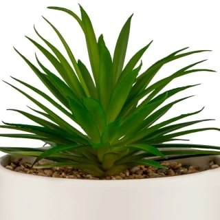 B&M Scandi Shore Succulent In White Pot 4 B&M Scandi Shore Succulent In White Pot - Image 2