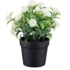 Bloom Daisies In Pot - White